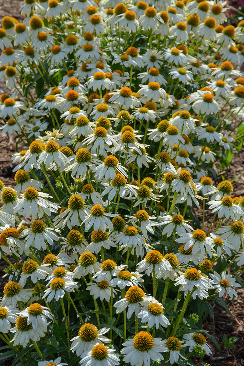 Coneflower, Pow Wow White
