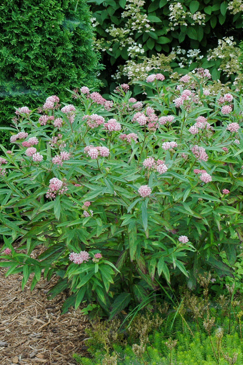 Milkweed, Swamp Cinderella