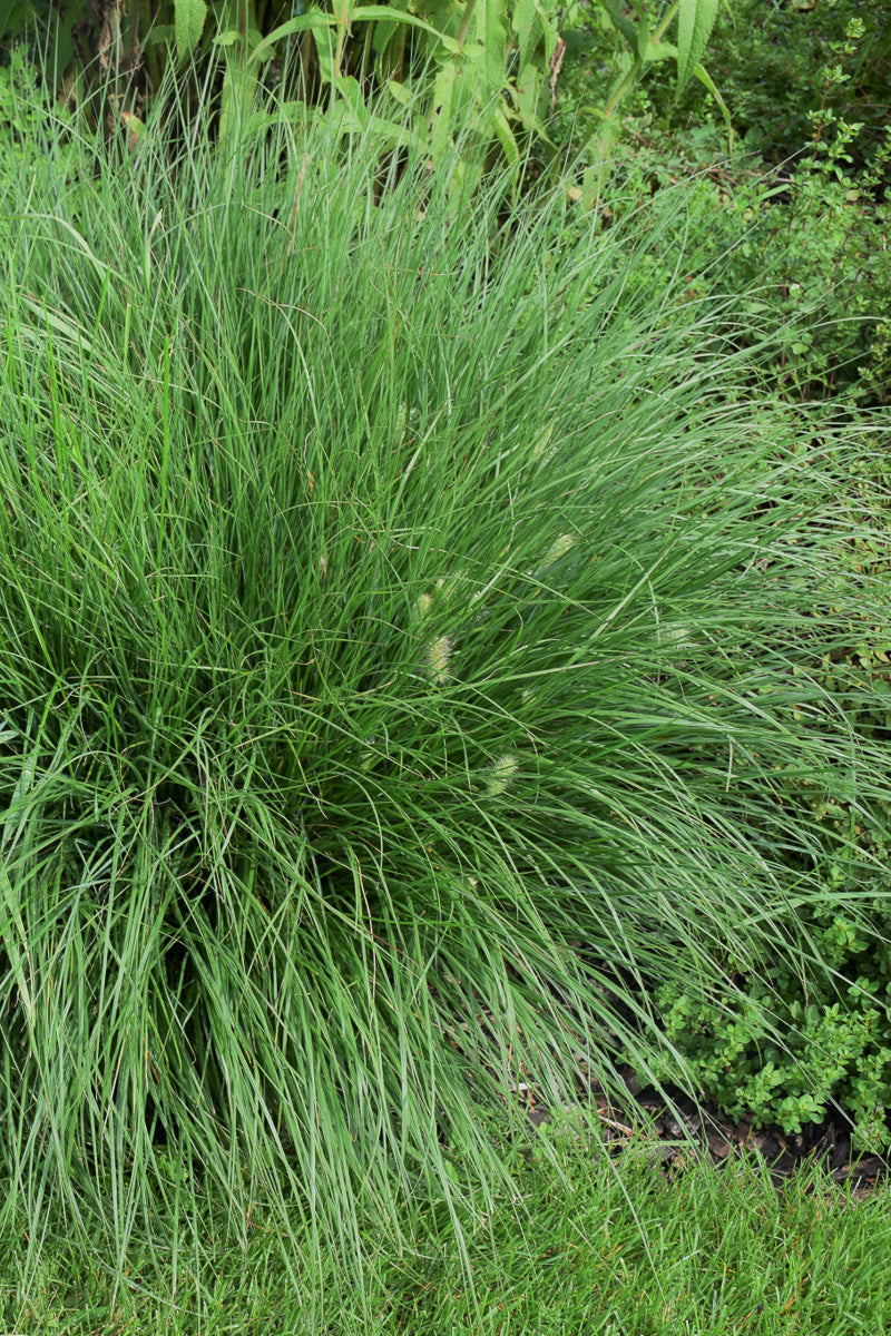 Grass, Fountain- Little Bunny