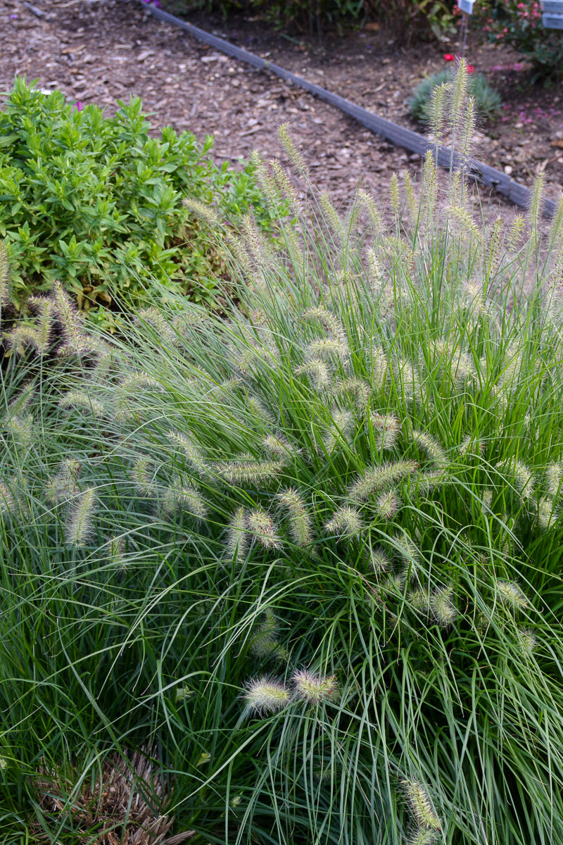 Grass, Fountain- Little Bunny