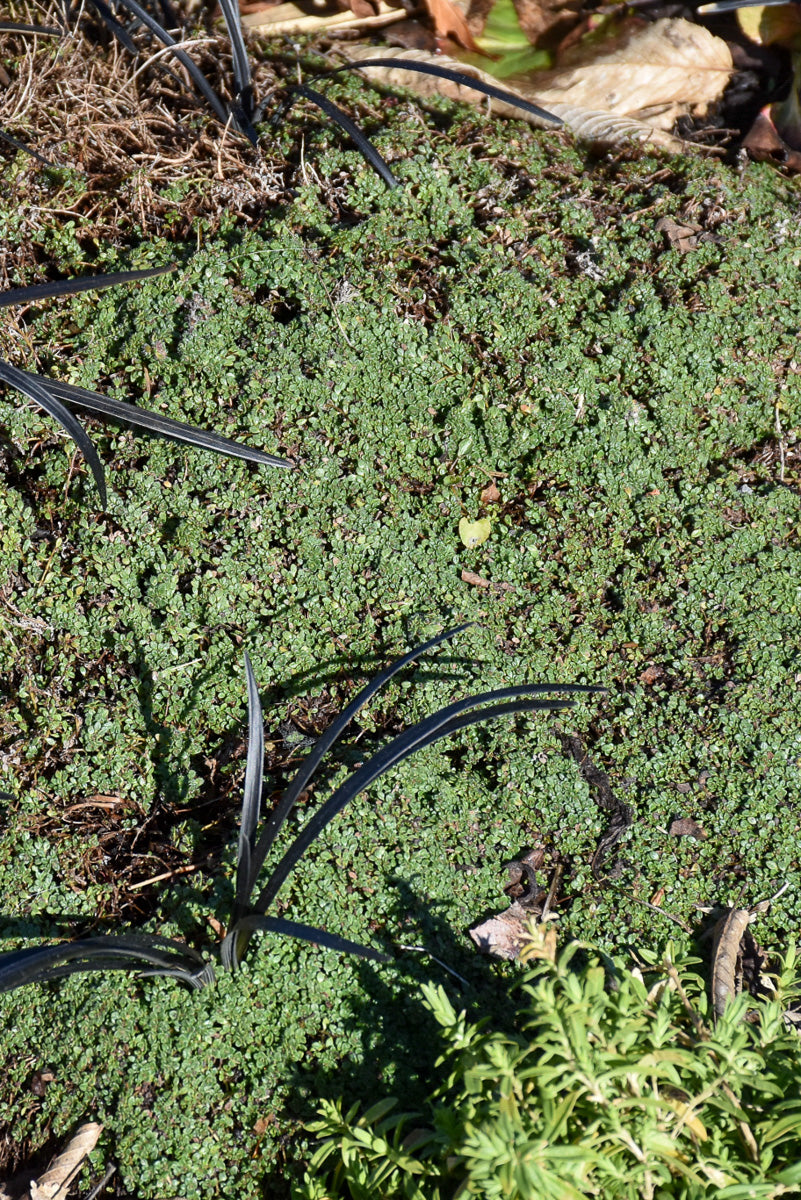 Thyme, Creeping Elfin