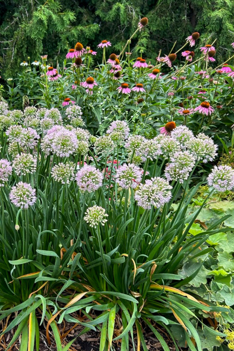 Allium, Big Beauty