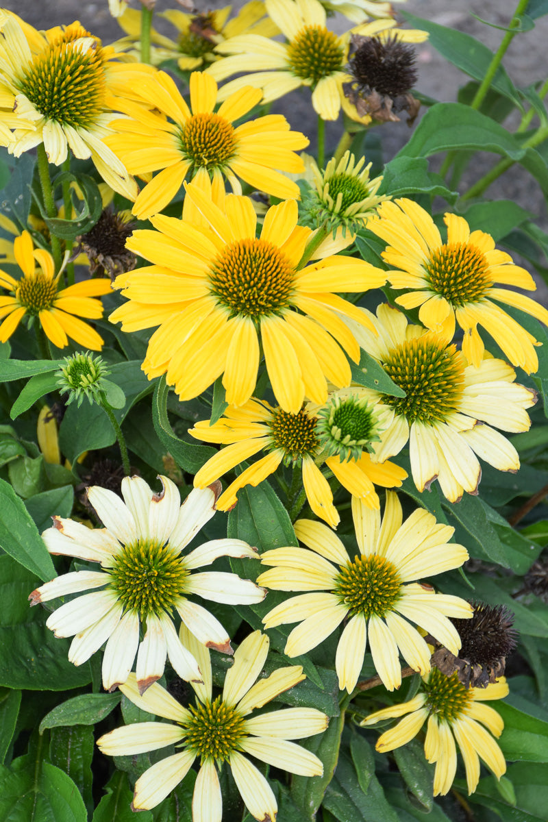 Coneflower, Yellow My Darling