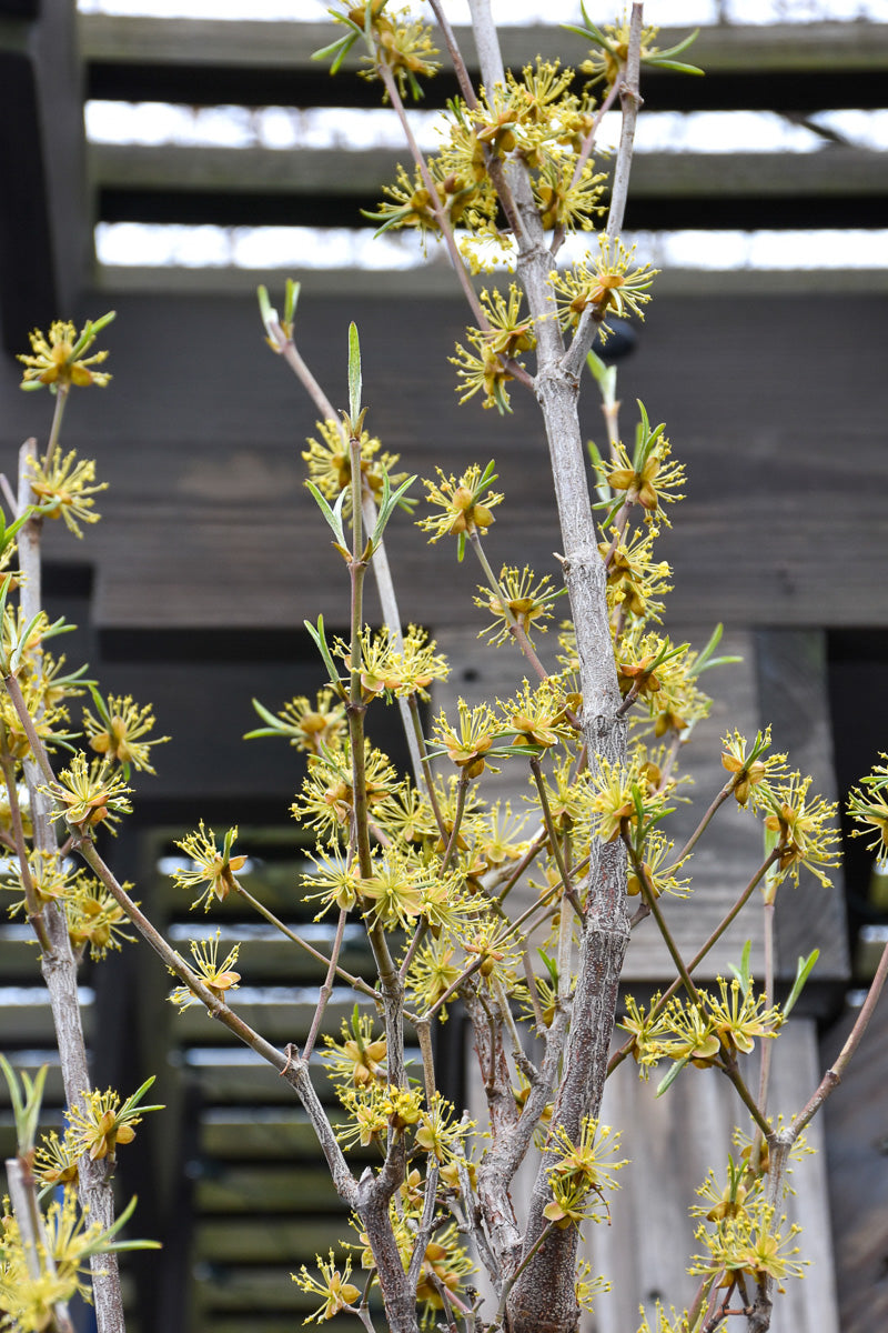 Dogwood, Saffron Sentinel