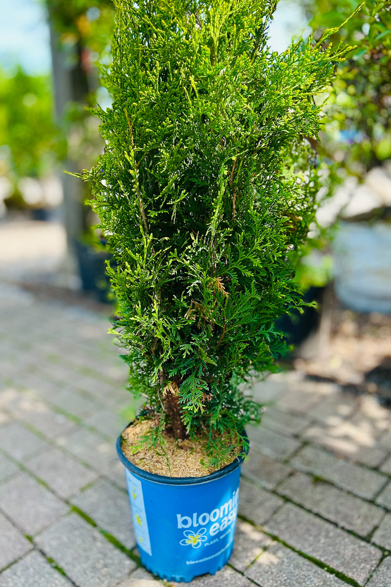 Arborvitae, Private Jet