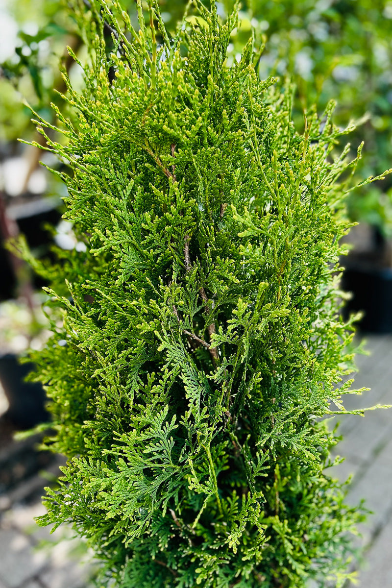 Arborvitae, Private Jet