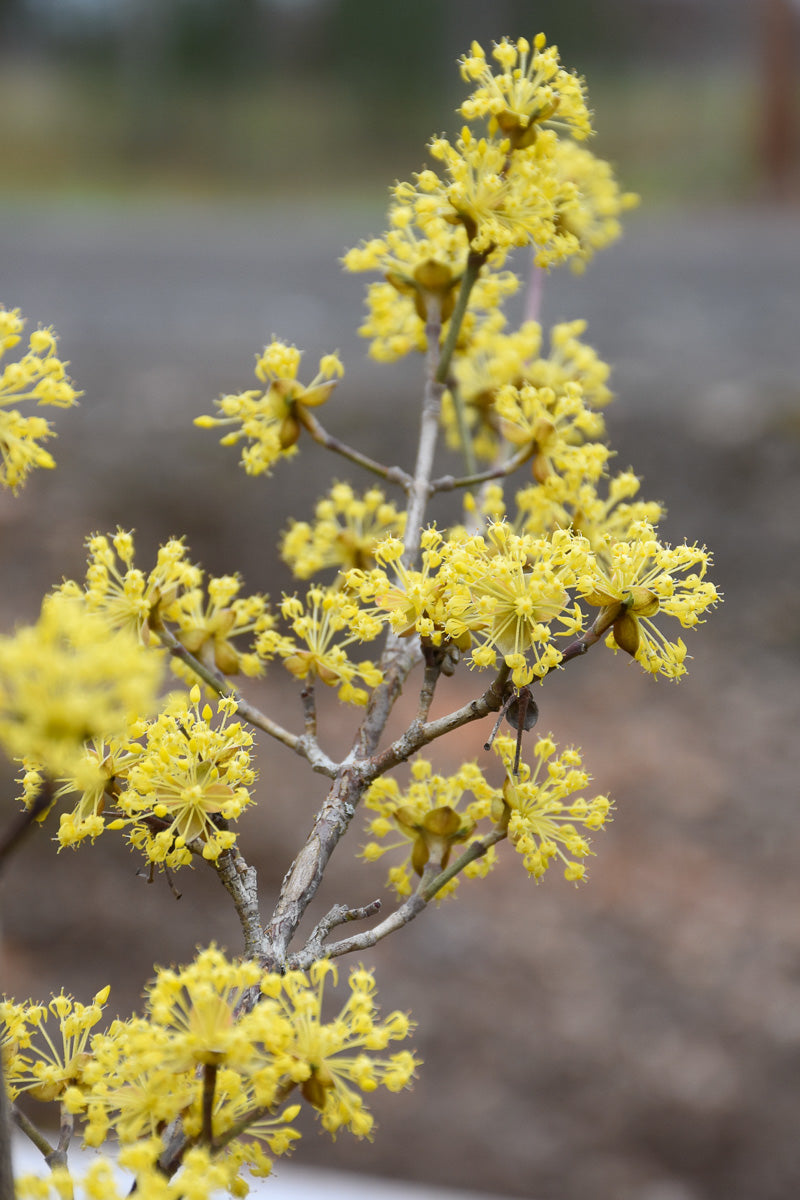 Dogwood, Saffron Sentinel