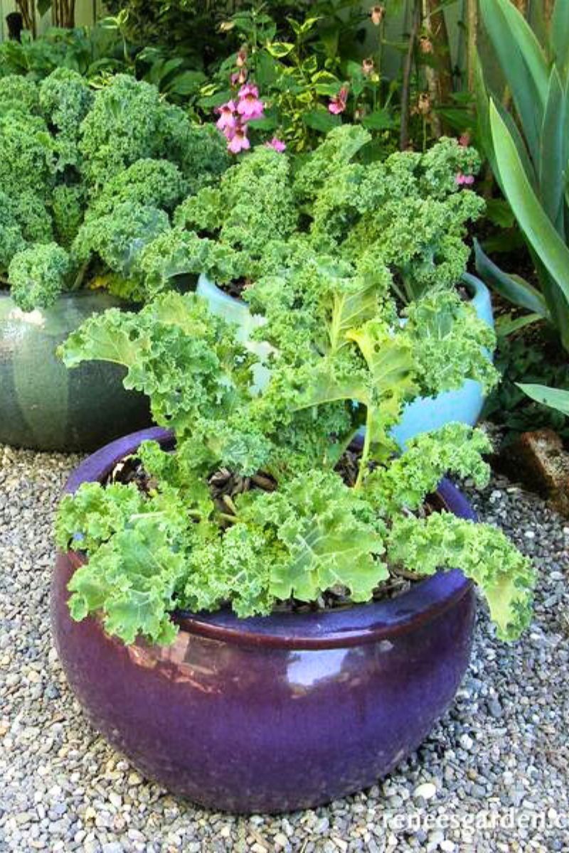 Renee's Garden Container Kale Green Curles Seeds