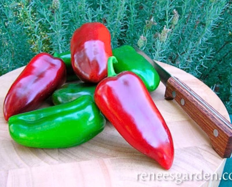 Renee's Garden Container Pepper Pizza My Heart Seeds