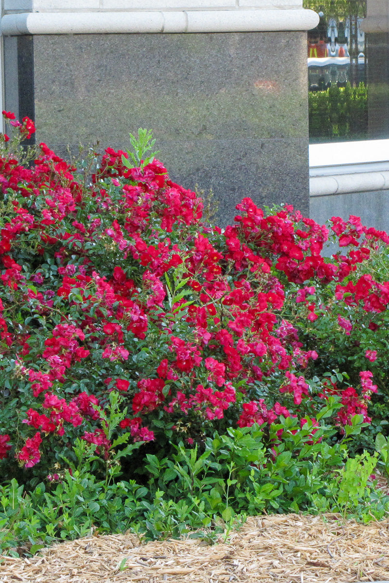 Rose, Floral Carpet Red