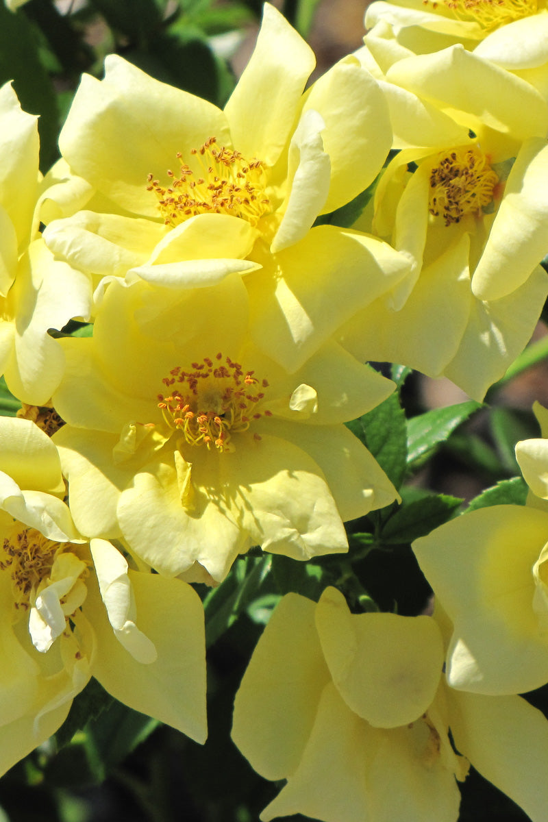 Rose, Floral Carpet Yellow