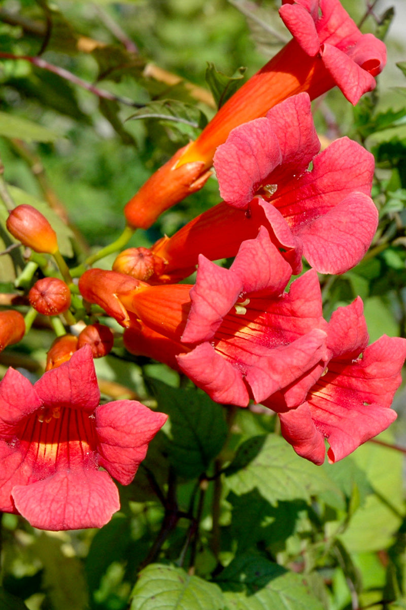 Vine, Trumpet Balboa