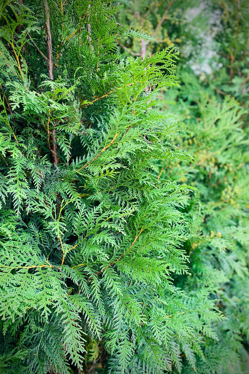 Arborvitae, Wintergreen