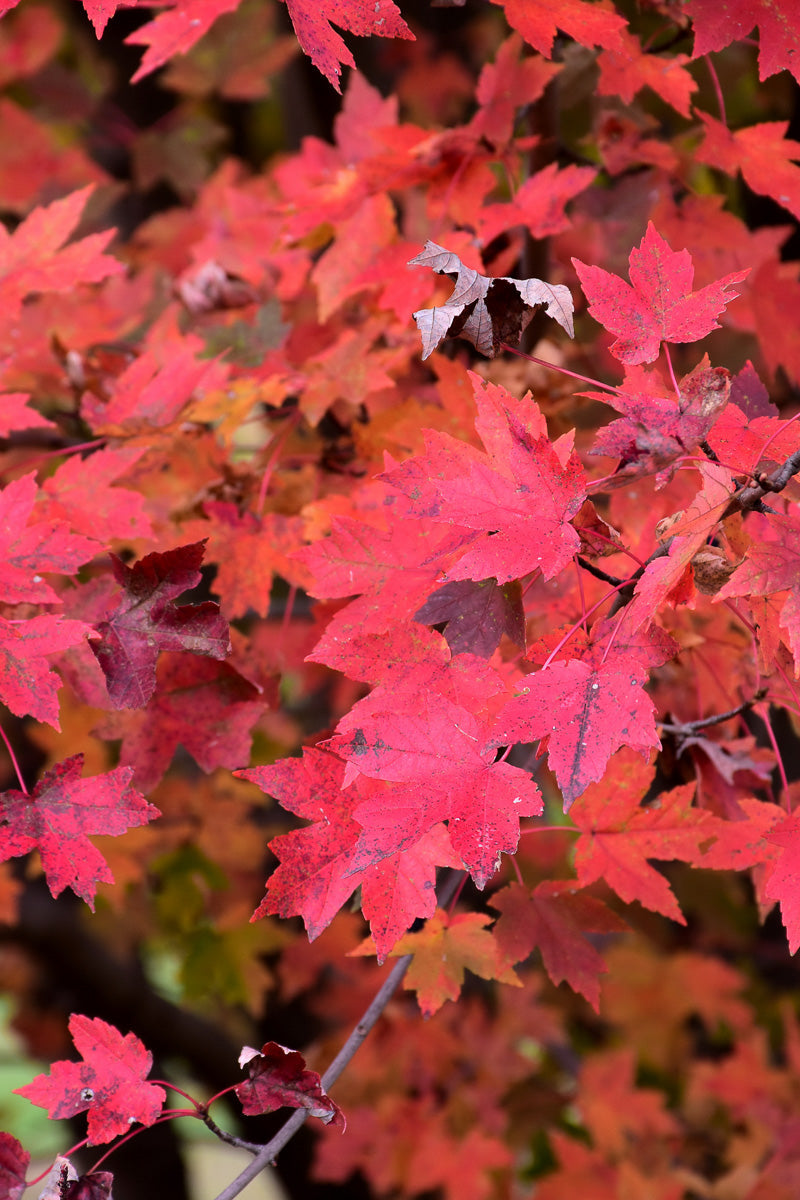 Maple, Redpointe