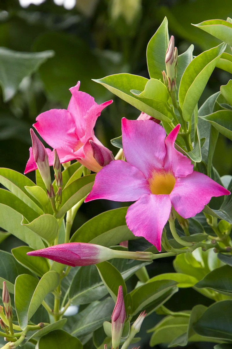Mandevilla, Sunvilla Pink