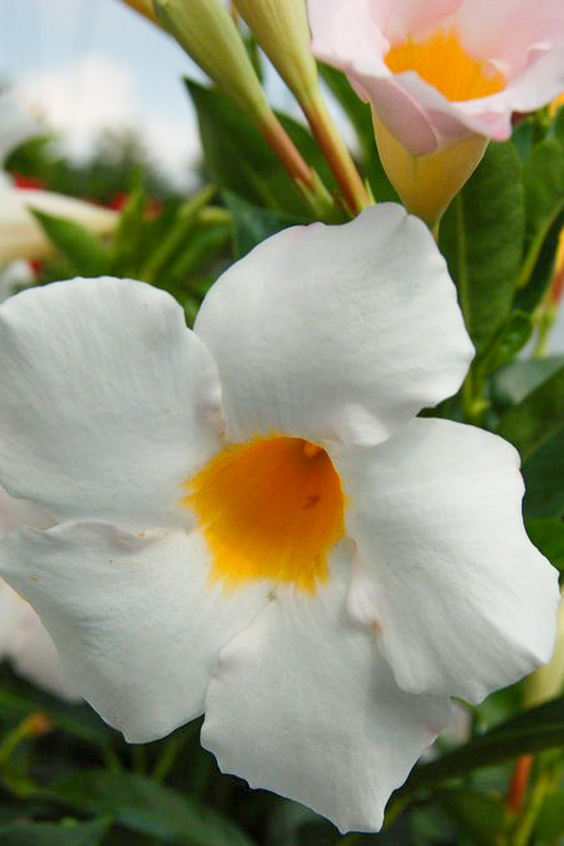 Mandevilla, Sundenia White