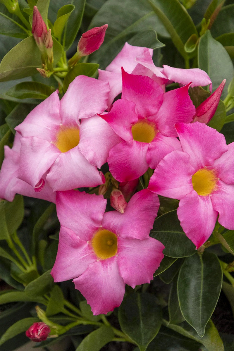 Mandevilla, Sunvilla Pink