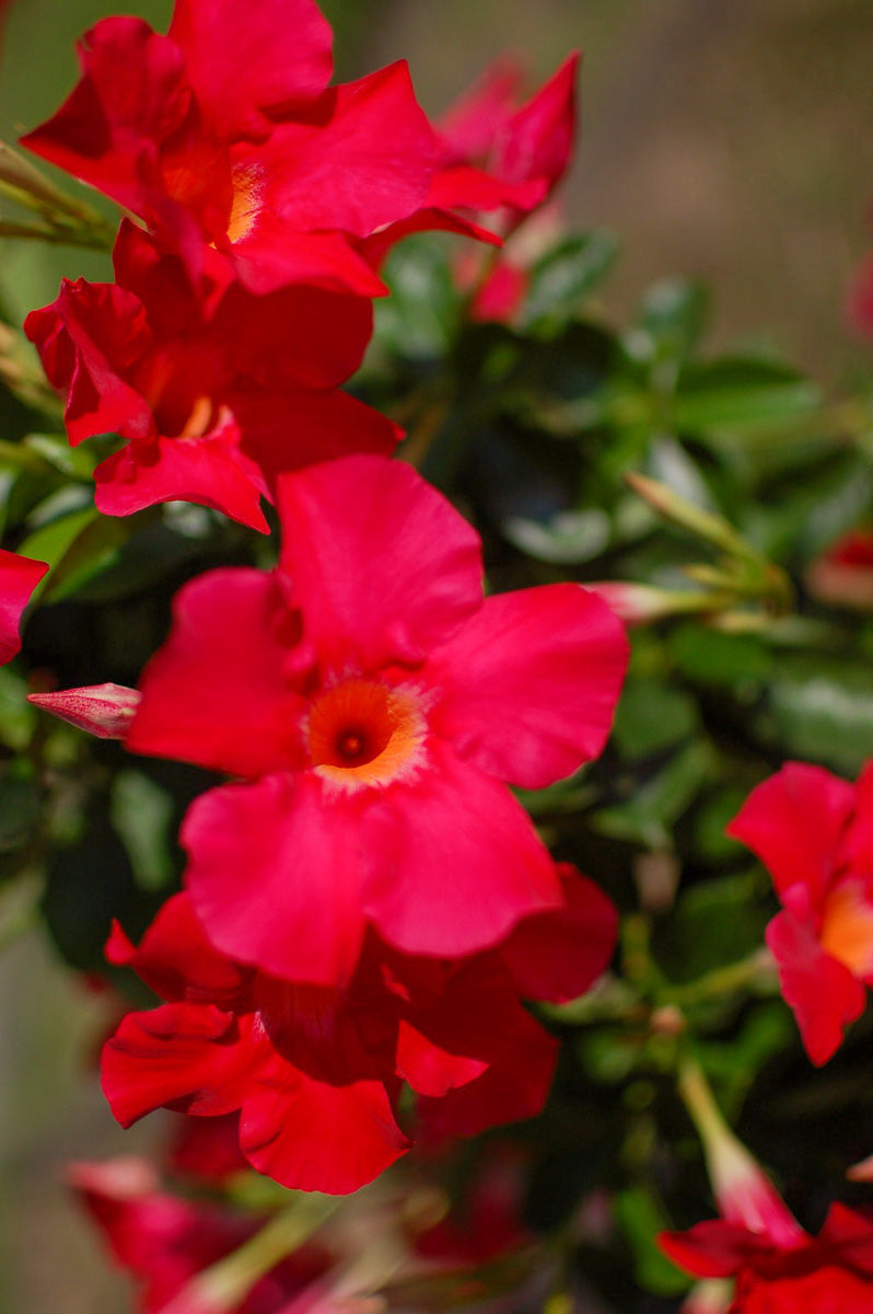 Mandevilla, Sundenia Coral
