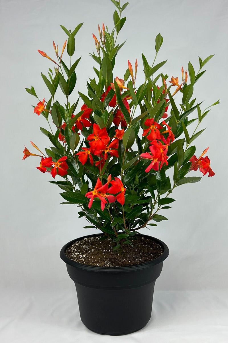 Mandevilla, Sun Parasol Fired Up Orange