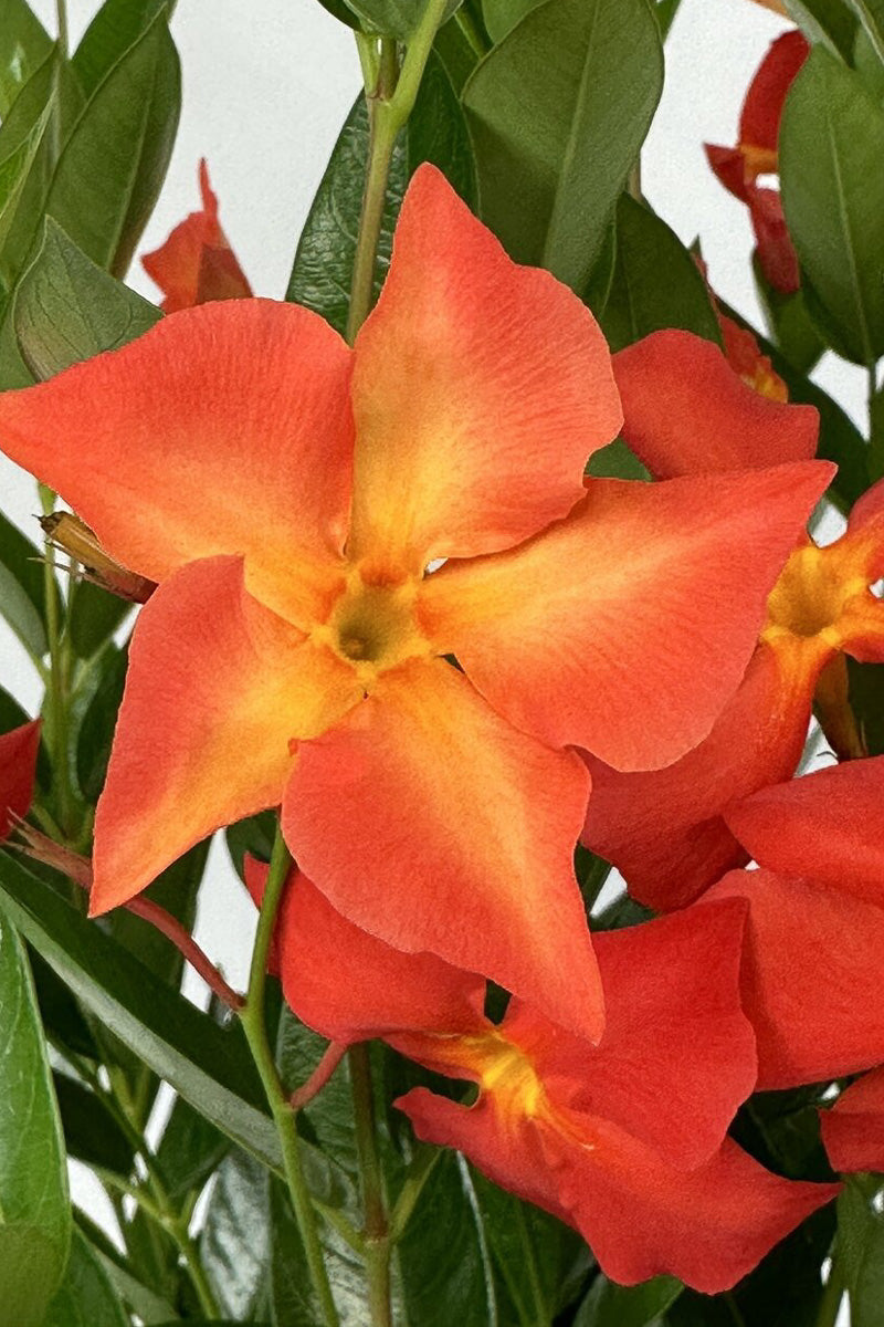 Mandevilla, Sun Parasol Fired Up Orange