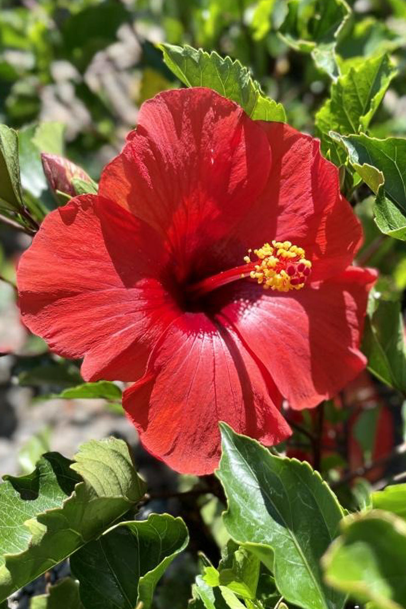 Hibiscus, Fire Wind