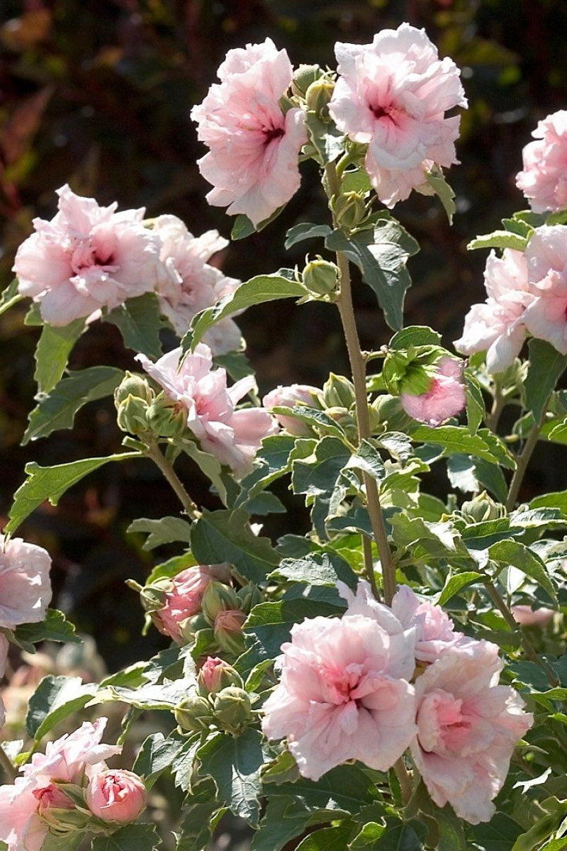 Hibiscus, Cotton Candy