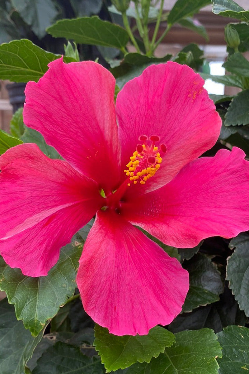 Hibiscus, Passion Wind