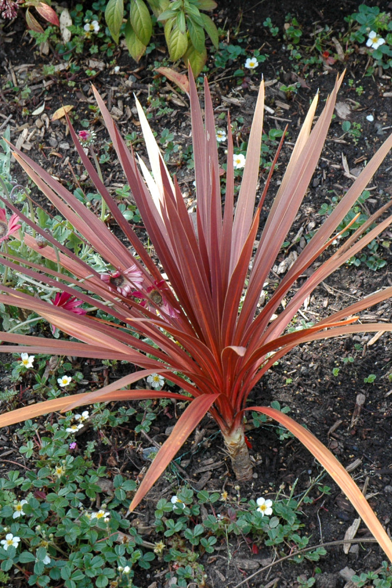Cordyline, Red Star 4"