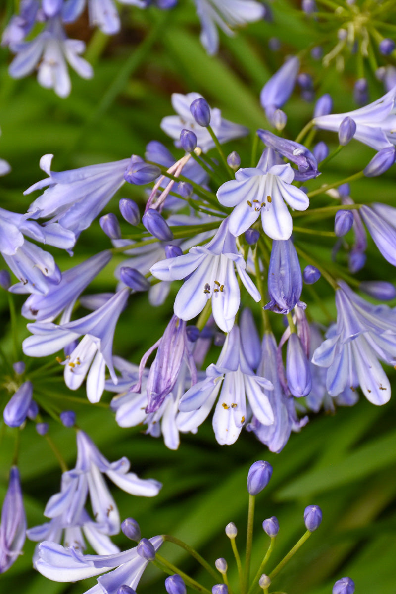 Agapanthus Queen Anne