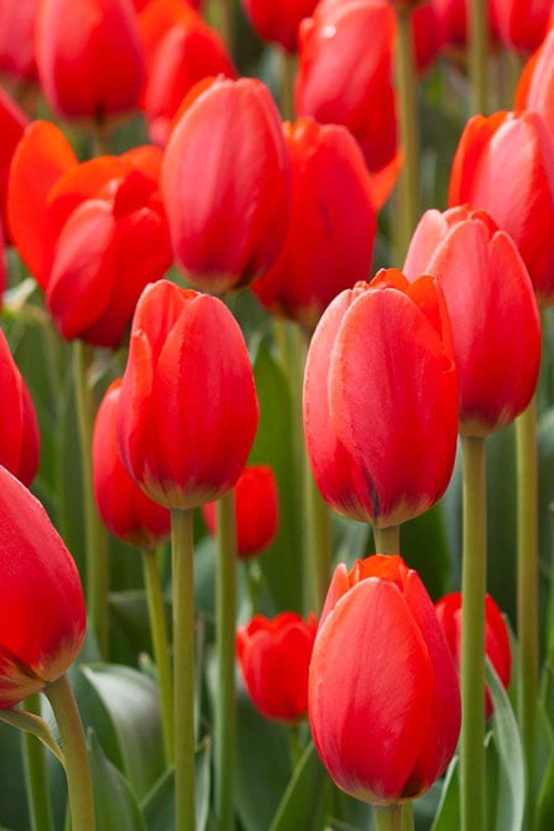 Tulip, Potted Red 4"