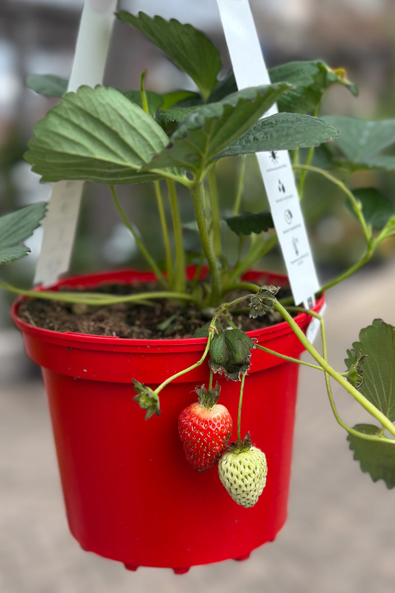 Fruit, Strawberry