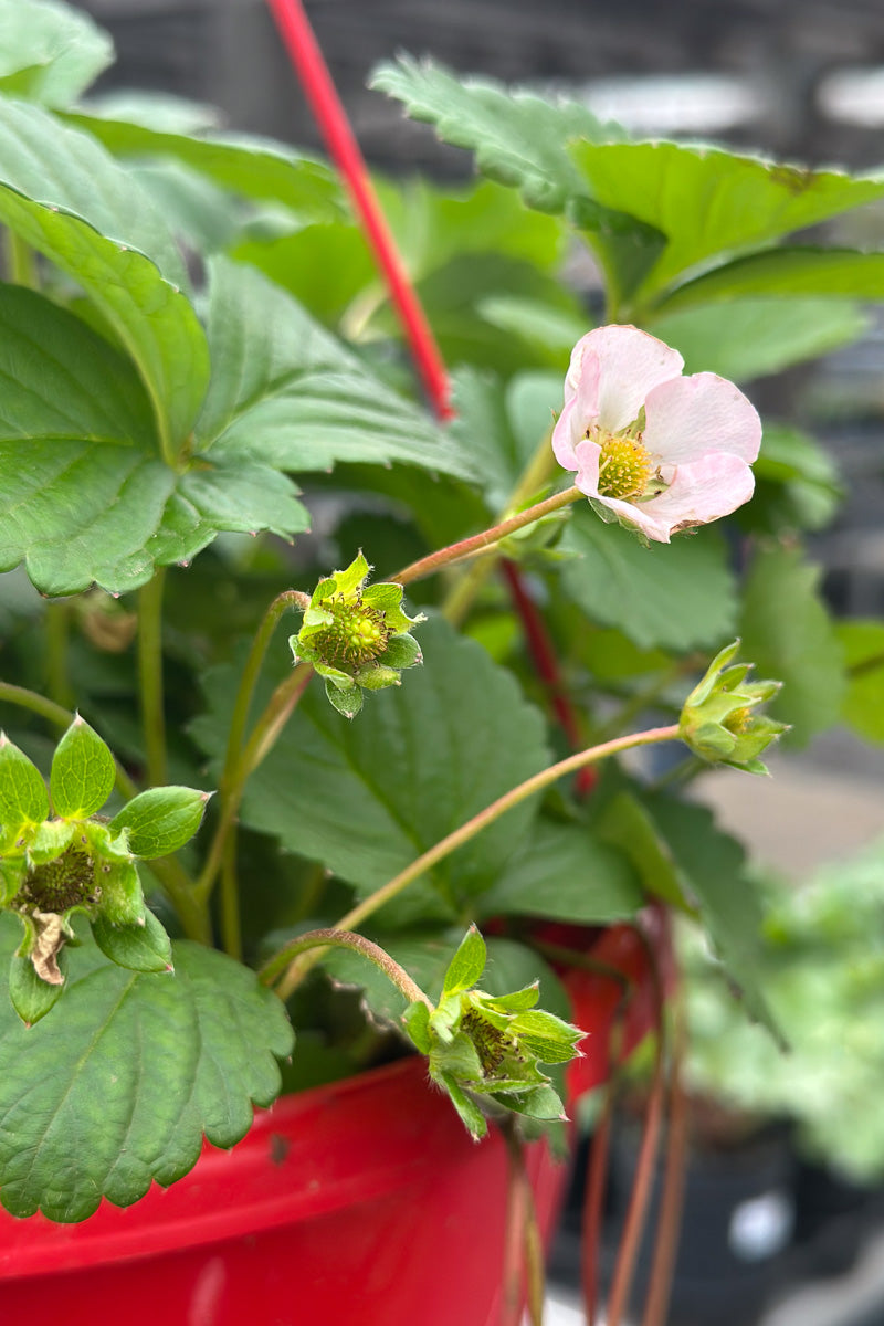 Fruit, Strawberry Appleblossom