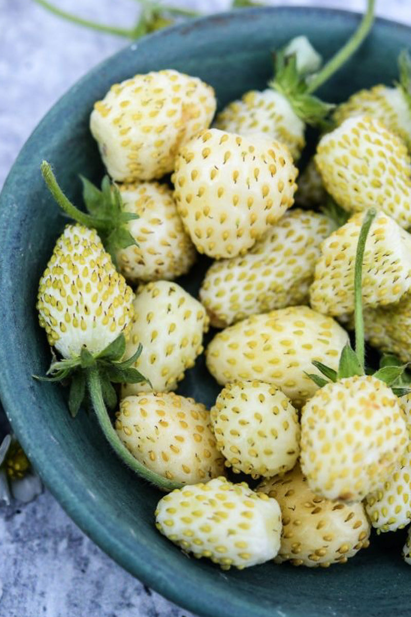Fruit, Strawberry White Soul 4"