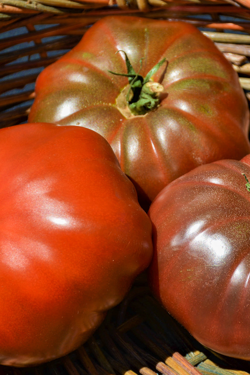 Vegetable, Tomato Cherokee Purple