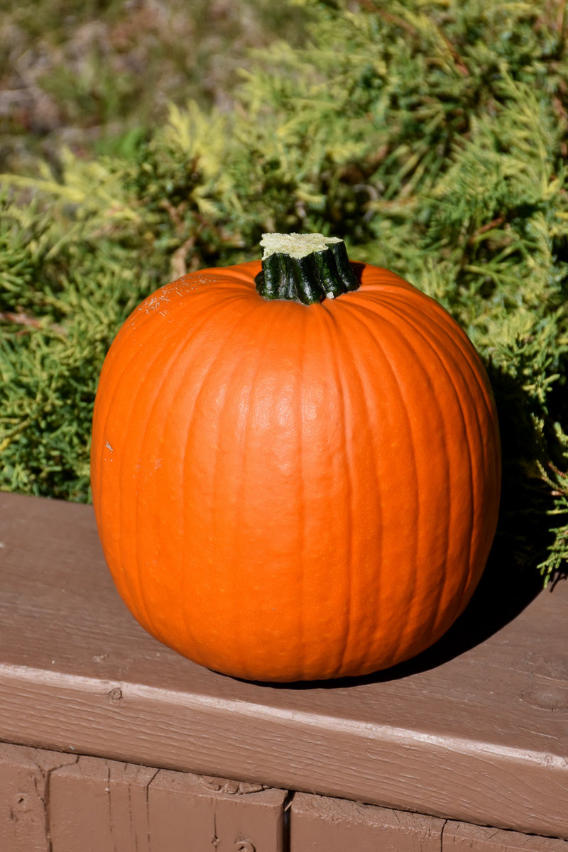 Vegetable, Pumpkin Howden