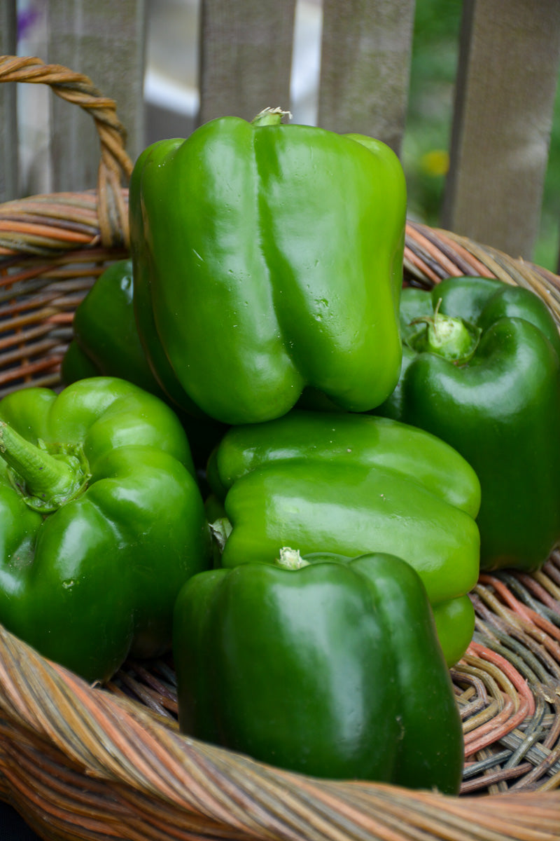 Vegetable,Pepper Cal Wonder