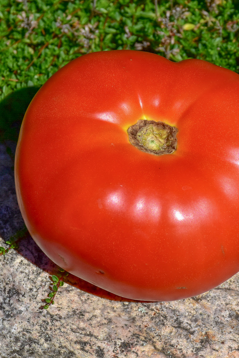 Vegetable, Tomato Mortgage Lifter