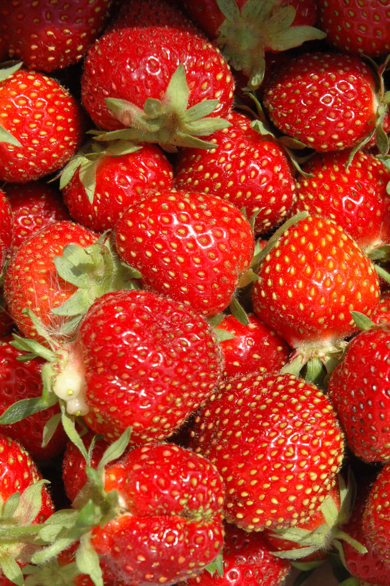 Fruit, Strawberry Tristan