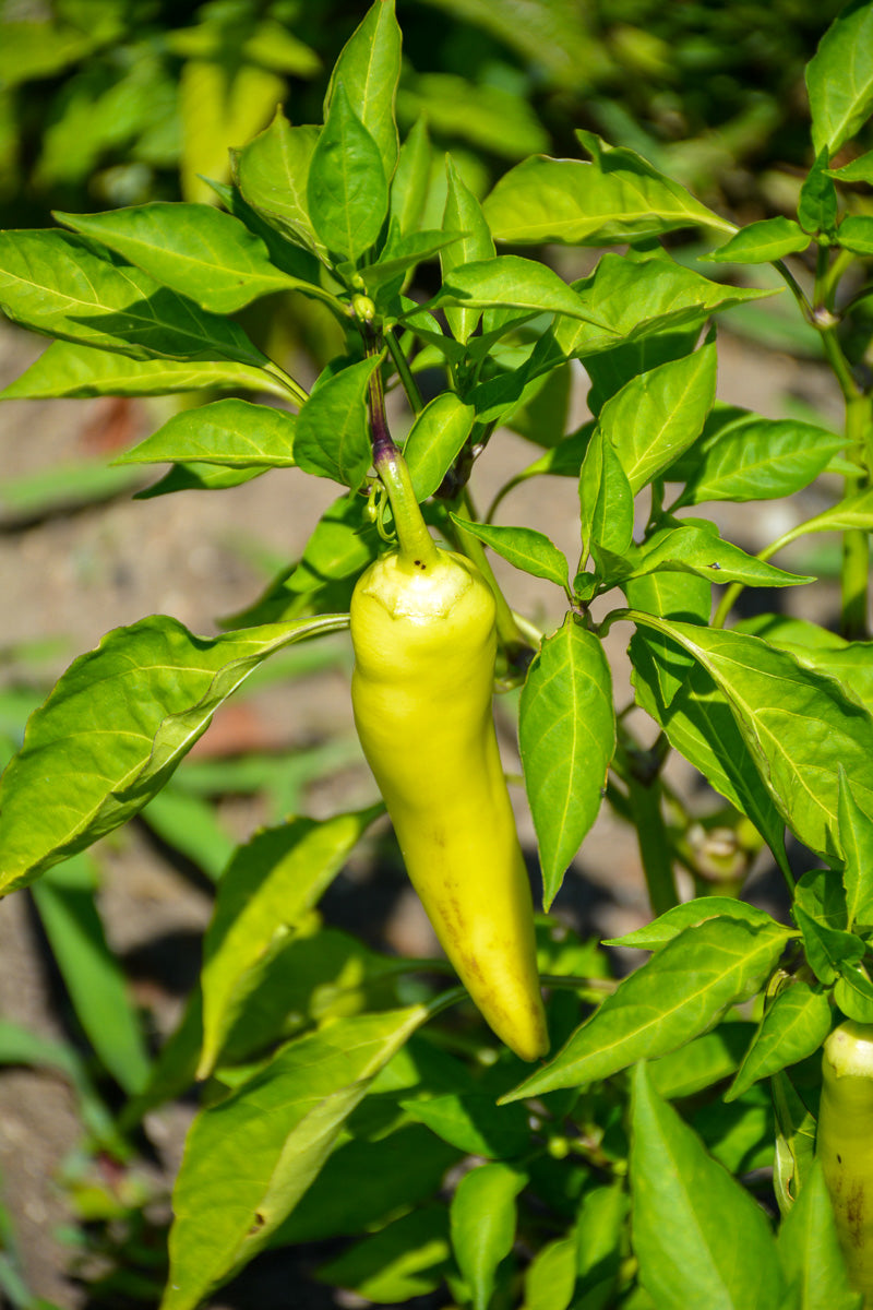 Vegetable,Pepper Hung Hot Wax