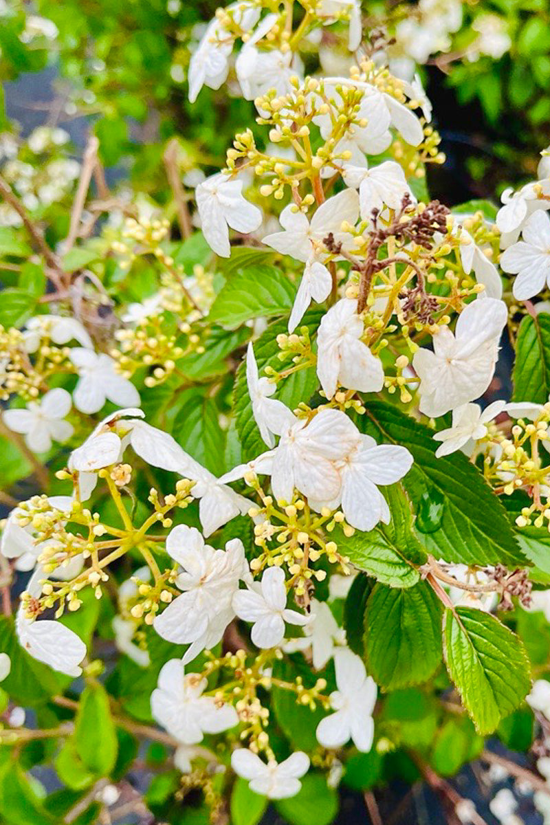 Viburnum, Doublefile Summer Snowflake
