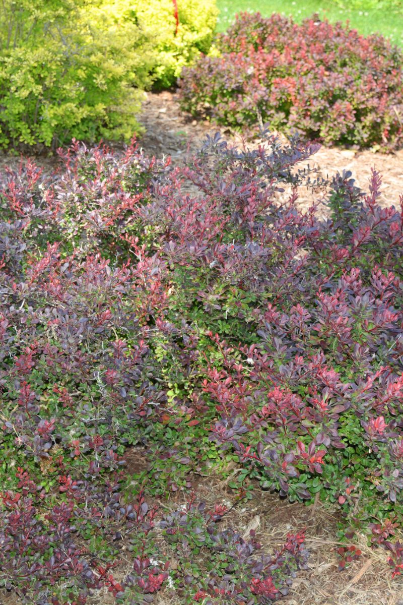 Barberry, Sunjoy Todo