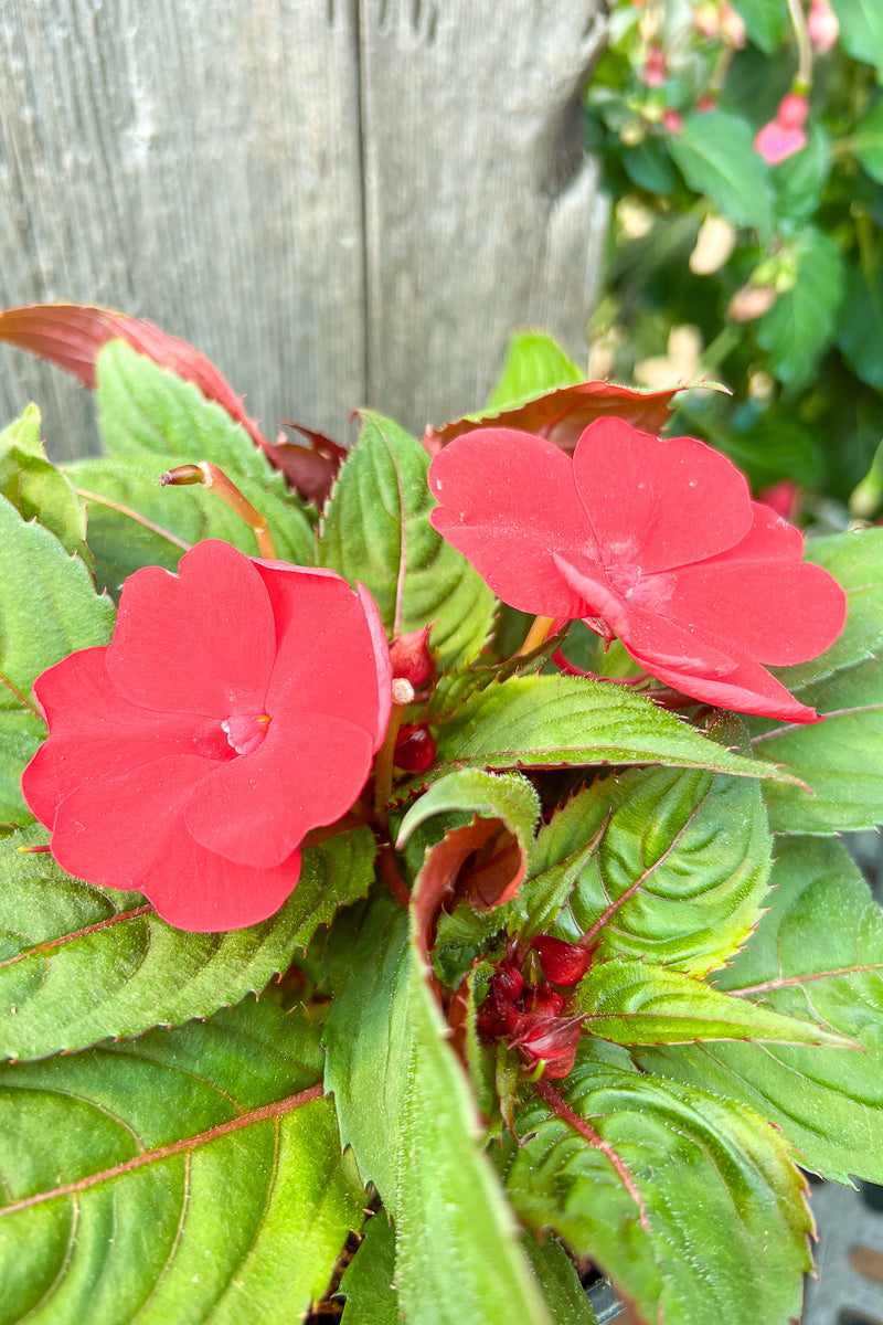 Impatiens, New Guinea Red