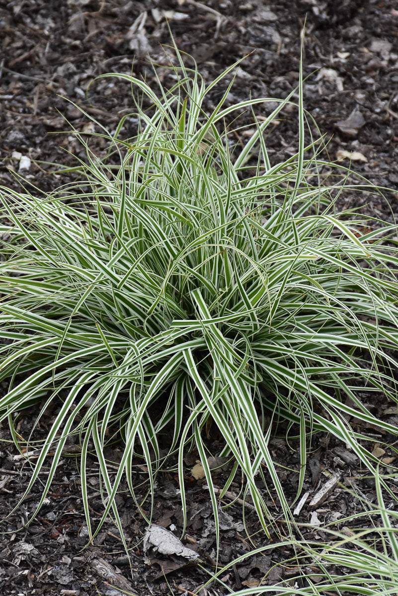 Grass, Sedge- Everest