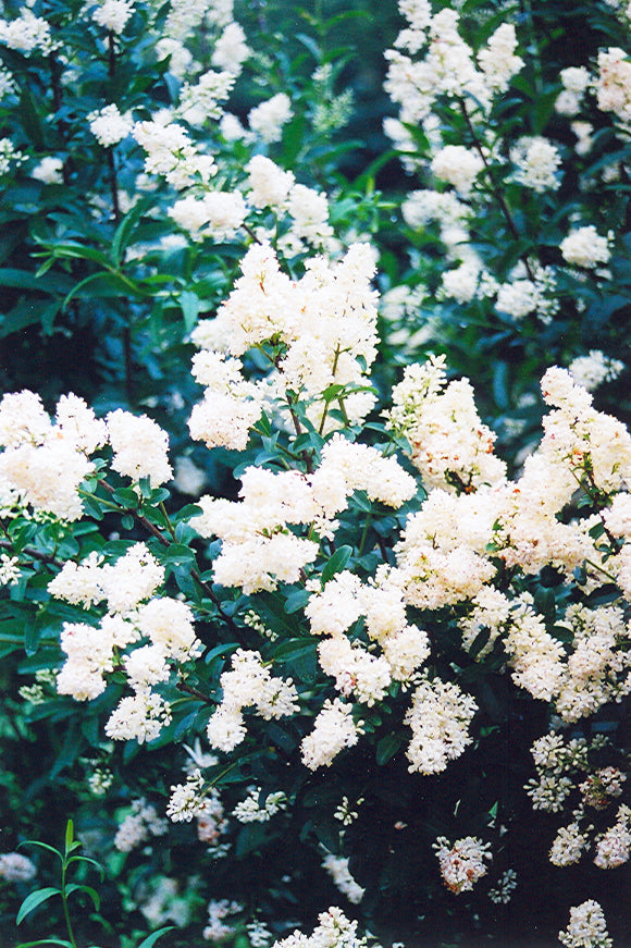 Privet, Cheyenne