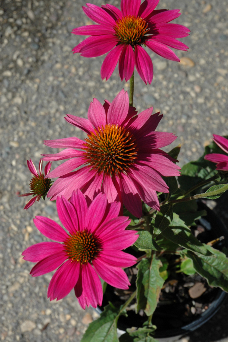 Coneflower, Pow Wow Wild Be