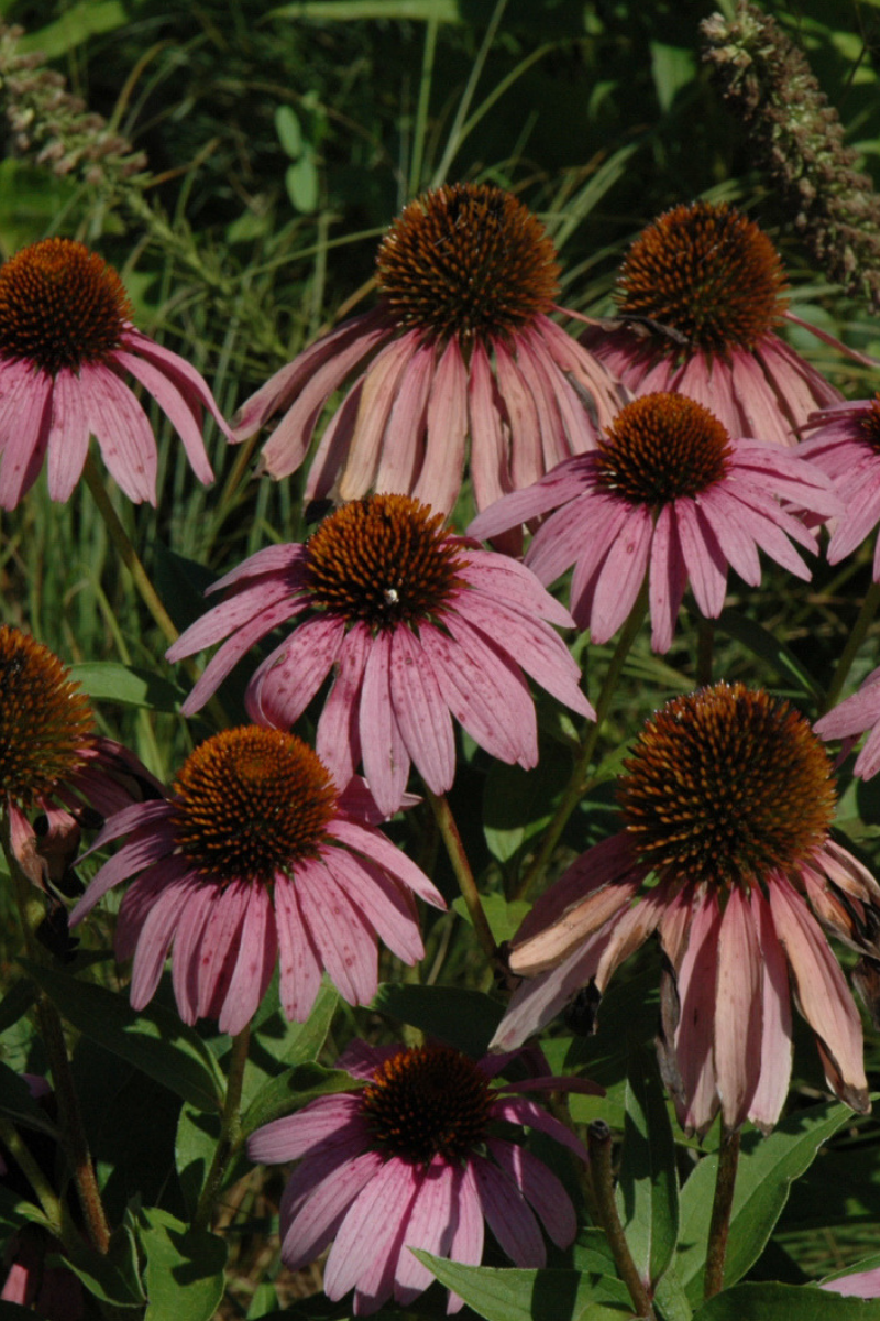 Coneflower, Purple