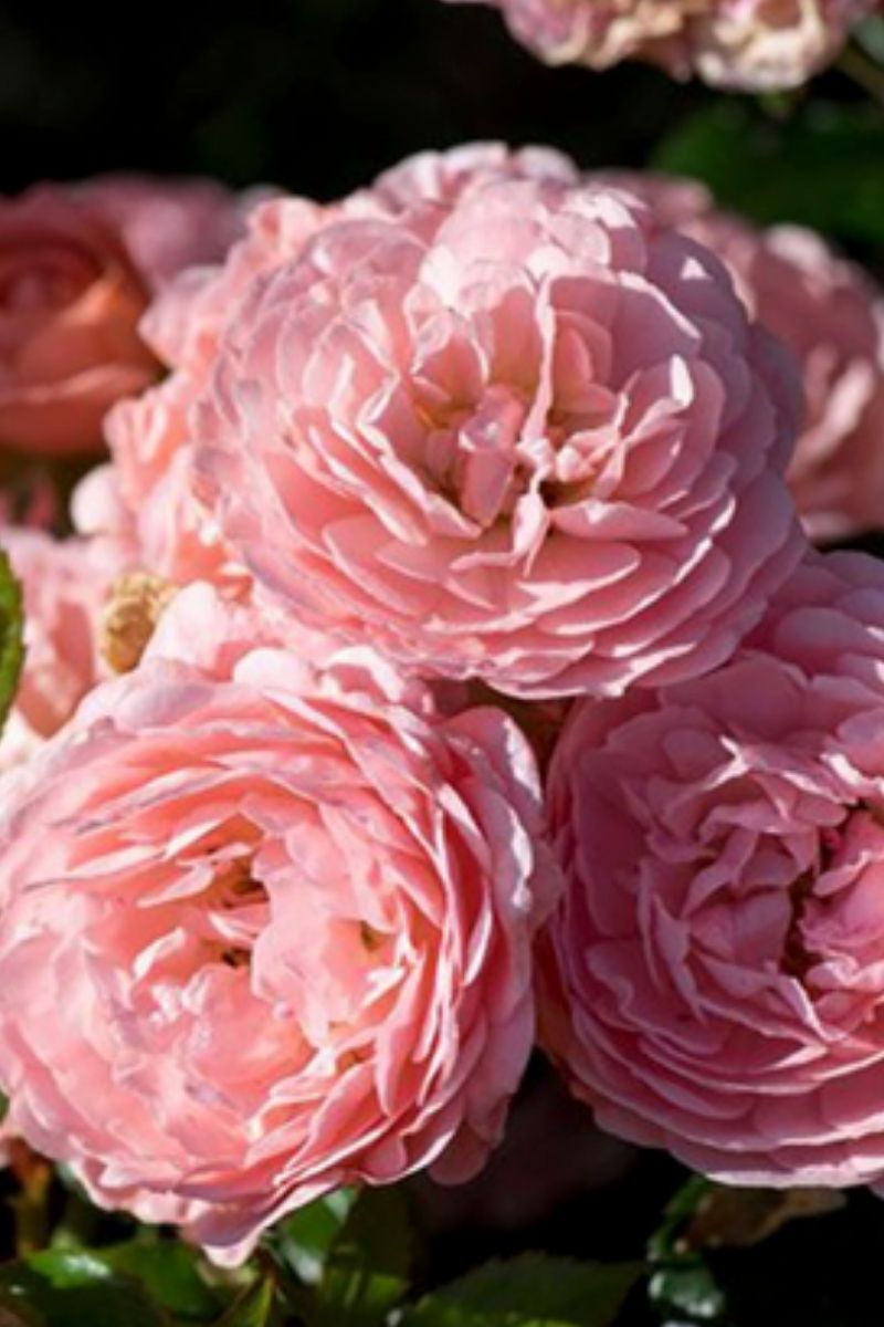 Rose, Drift Apricot