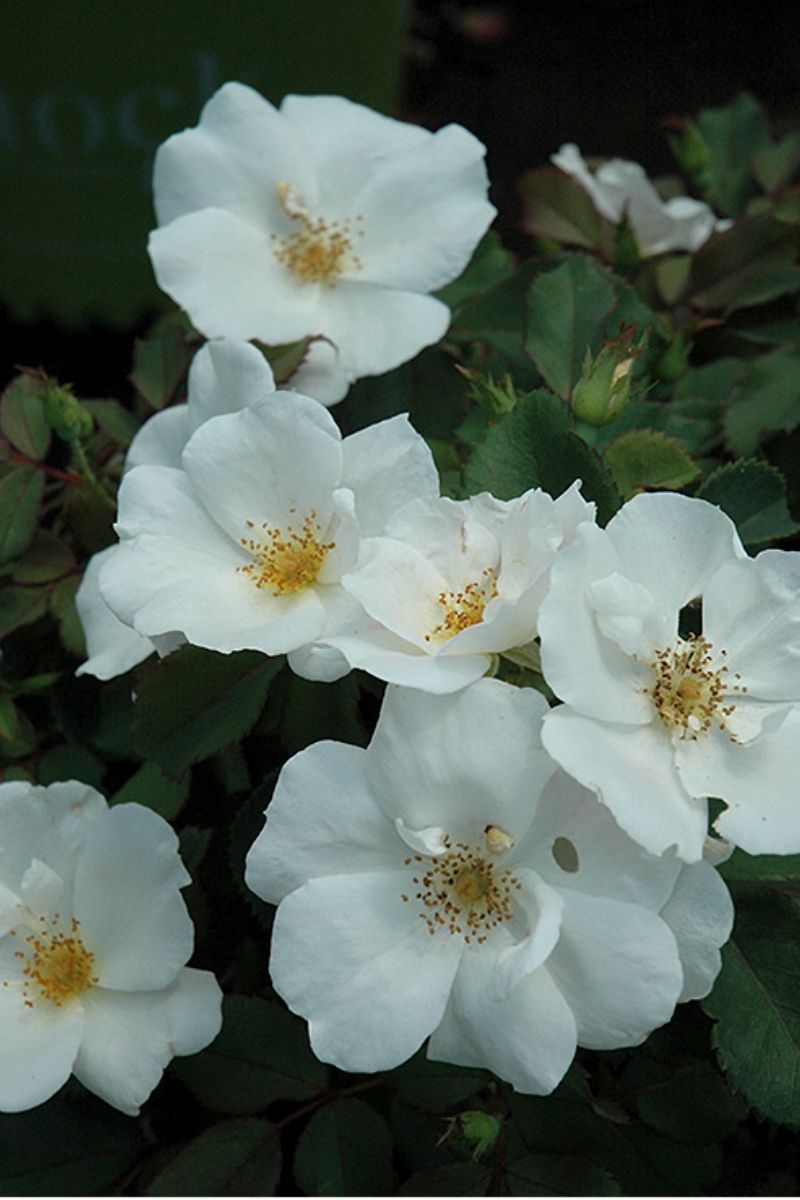 Rose, Knock Out White