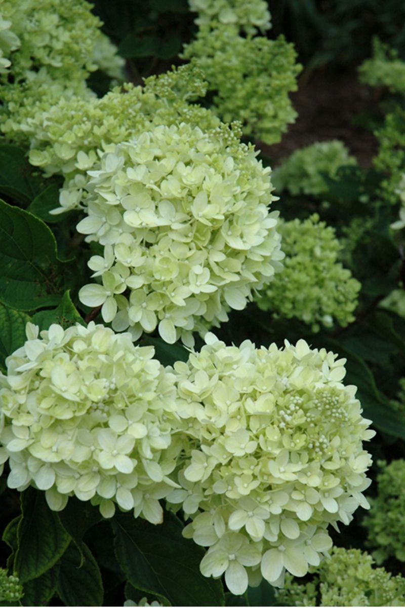 Hydrangea, Panicle Little Lime
