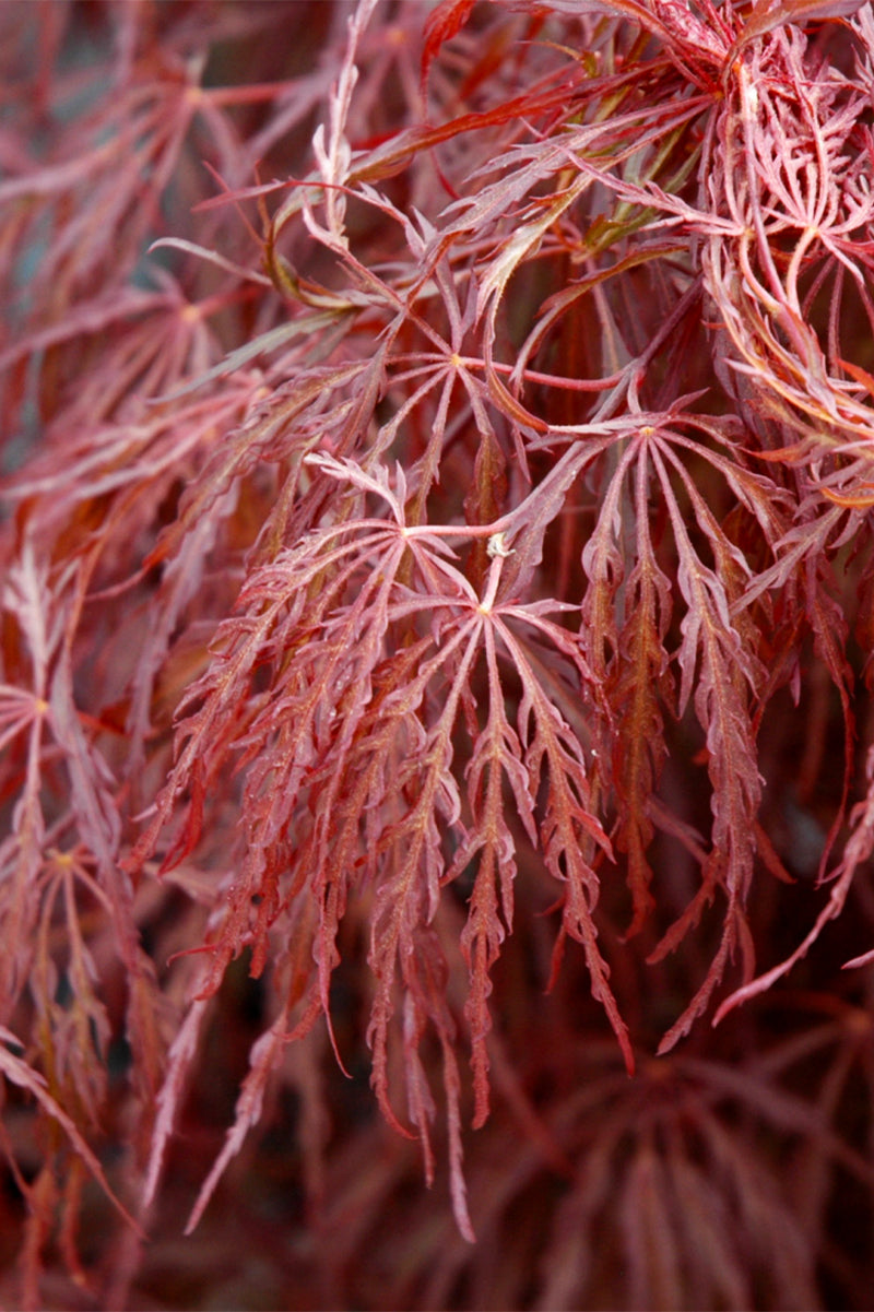 Maple, Japanese Crimson Queen